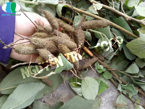 Hạt Giống Cây An Xoa