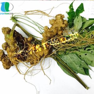 Sâm Ngọc Linh 10 Củ