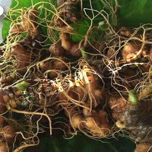 Sâm Ngọc Linh 2 Củ