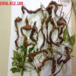 giá bán sâm ngọc linh