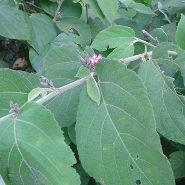 Hình ảnh cây an xoa