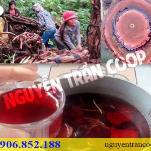 Cây Cỏ Máu