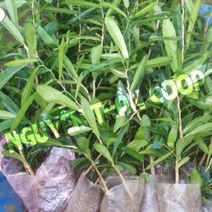 Cây Giống Xáo Tam Phân