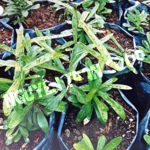 Cây Giống Xáo Tam Phân