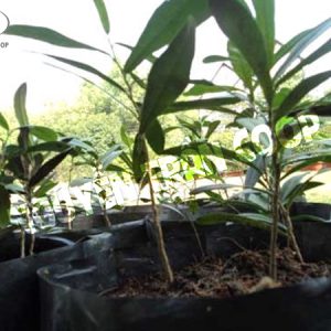 Cây Giống Xáo Tam Phân