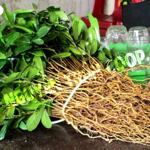 Cây Giống Xáo Tam Phân