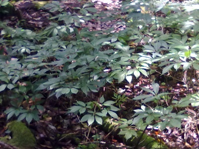 sam ngoc linh tuoi tu nhien