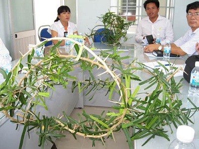 Nguyên cứu về cây xáo tam phân