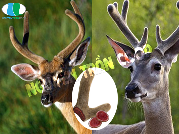 Nhung Hươu Tươi 100g