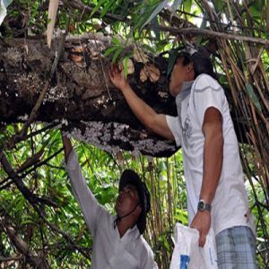 Địa chỉ bán nấm lim xanh