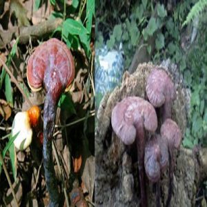 Hình ảnh nấm lim xanh rừng