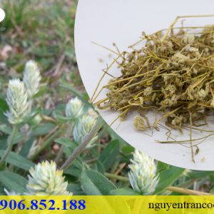 Cây Nở Ngày Đất