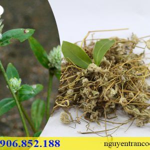 Cây Nở Ngày Đất