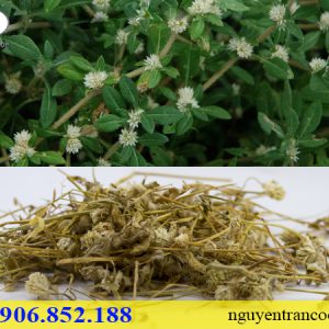 Cây Nở Ngày Đất