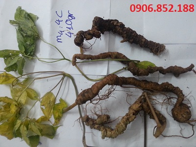 sâm ngọc linh chất lượng