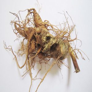 sam ngoc linh lau nam