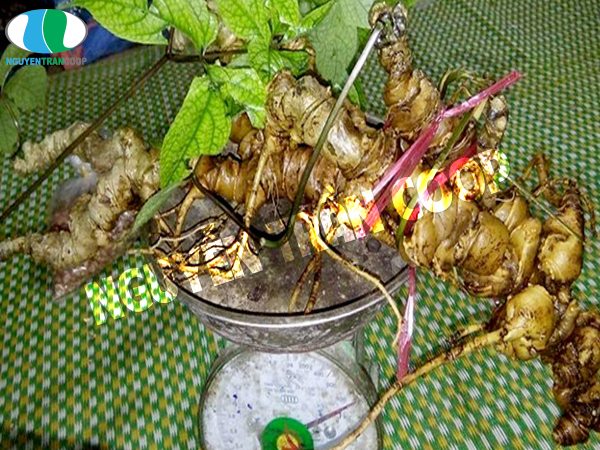 Sâm Ngọc Linh Loại 3 Củ