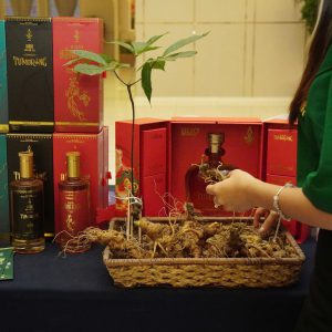 Sâm Ngọc Linh Tươi KonTum { Size 20 củ/kg }