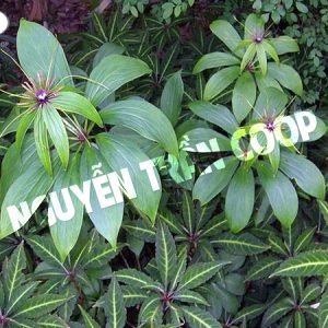 Thất Diệp Nhất Chi Hoa