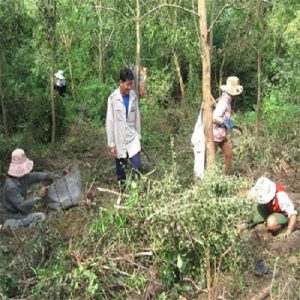 Công dụng xáo tam phân