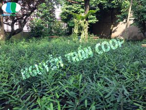 Xáo Tam Phân Ninh Hòa