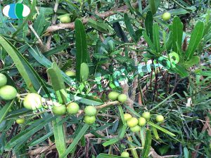 Xáo Tam Phân Ninh Hòa