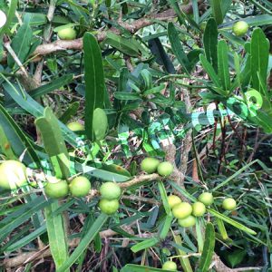 Xáo Tam Phân Ninh Hòa