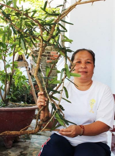 cay xao tam phan tu nhien