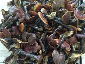 nấm lim xanh thiên nhiên