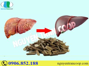 Thực Hư Cây An Xoa Trị Bệnh Gan