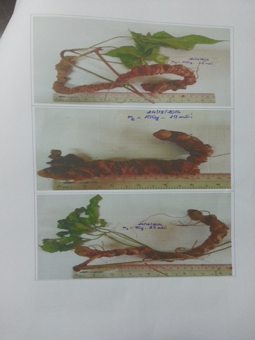 sâm ngọc linh ở đâu tốt