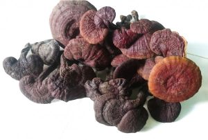 nấm lim xanh rừng