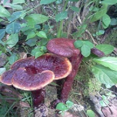 nam-lim-xanh-trong-nghien-cuu