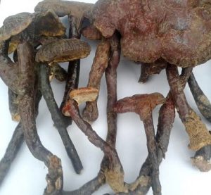 nấm lim xanh tự nhiên