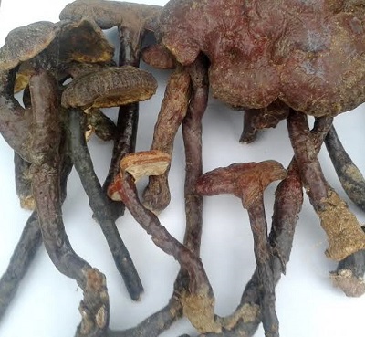 Nấm lim xanh rừng 2