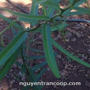 vườn xáo tam phân