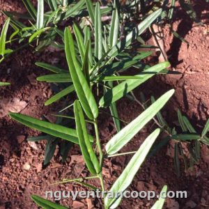 xóa tam phân tự nhiên