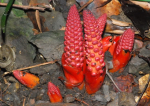 nam ngoc cau moc tu nhien