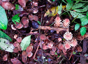 Nấm ngọc cẩu có mấy loại