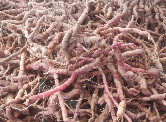 ba kich tim chat luong