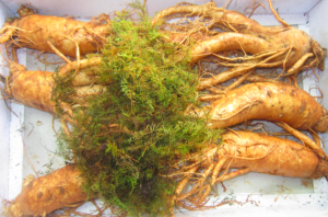 sam tuoi han quoc that