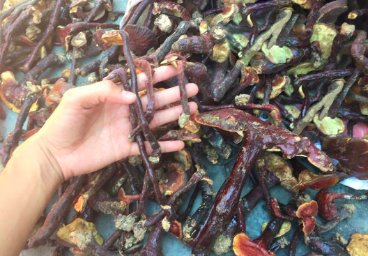 nam lim xanh phoi kho