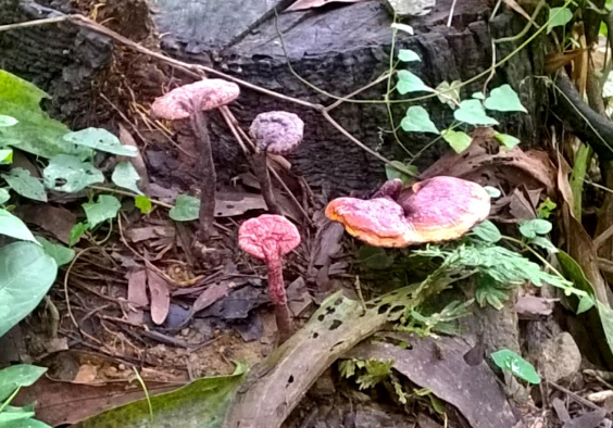 nam lim xanh tu nhien moc tren goc lim