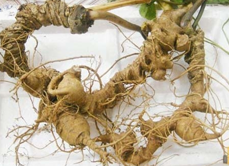 sam ngoc linh tu nhien