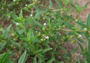 Bạch Hoa Xà Thiệt Thảo