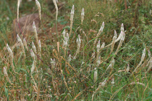 Mào ga chữa xơ gan