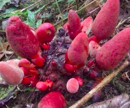 nam ngoc cau toa duong