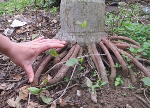 re cau ho tro chua yeu sinh ly