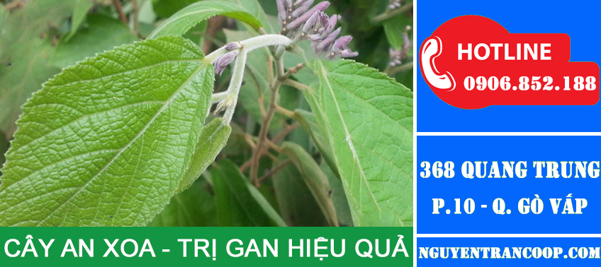 Cây an xoa ngoài tự nhiên
