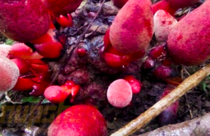 Nấm ngọc cẩu tự nhiên